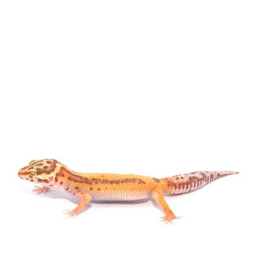 Baby Bell Albino Leopard Gecko